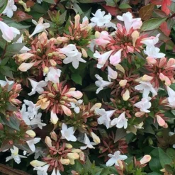 Abelia × Grandiflora -Cheap Plants Store pl0000000003 card3 lg