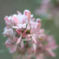 Abelia × Grandiflora -Cheap Plants Store pl0000000003 card4 lg