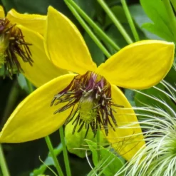 Clematis 'Bill MacKenzie' -Cheap Plants Store pl0000000008 card3 lg