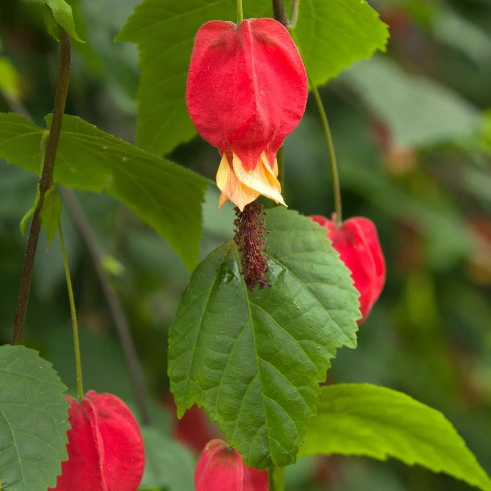 Abutilon Megapotamicum 2 Abutilon Megapotamicum - Image 2