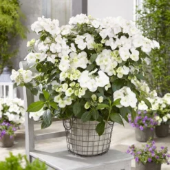 Hydrangea Runaway Bride Snow White ('USHYD0405') (PBR) -Cheap Plants Store pl0000000032 card3 lg
