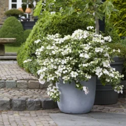 Hydrangea Runaway Bride Snow White ('USHYD0405') (PBR) -Cheap Plants Store pl0000000032 card4 lg