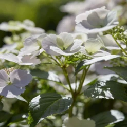 Hydrangea Runaway Bride Snow White ('USHYD0405') (PBR) -Cheap Plants Store pl0000000032 card5 lg