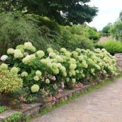 Hydrangea Arborescens Strong Annabelle ('Abetwo') (PBR) -Cheap Plants Store pl0000000033 card3 lg