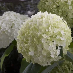 Hydrangea Arborescens Strong Annabelle ('Abetwo') (PBR) -Cheap Plants Store pl0000000033 card4 lg
