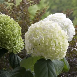 Hydrangea Arborescens Strong Annabelle ('Abetwo') (PBR) -Cheap Plants Store pl0000000033 card5 lg