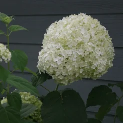 Hydrangea Arborescens Strong Annabelle ('Abetwo') (PBR) -Cheap Plants Store pl0000000033 card7 lg