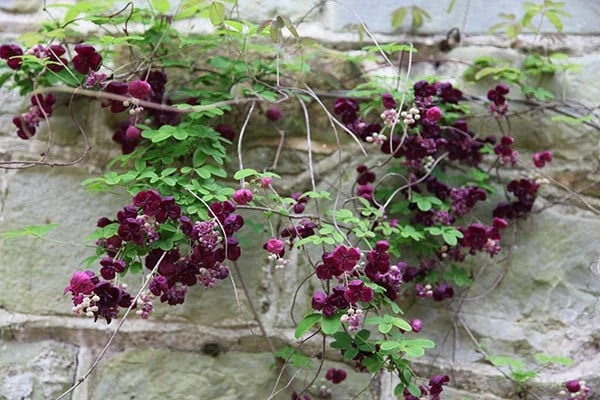 Akebia Quinata 2 Akebia Quinata - Image 2