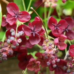 Akebia Quinata 6 Akebia Quinata -Cheap Plants Store pl0000000225 card3 lg