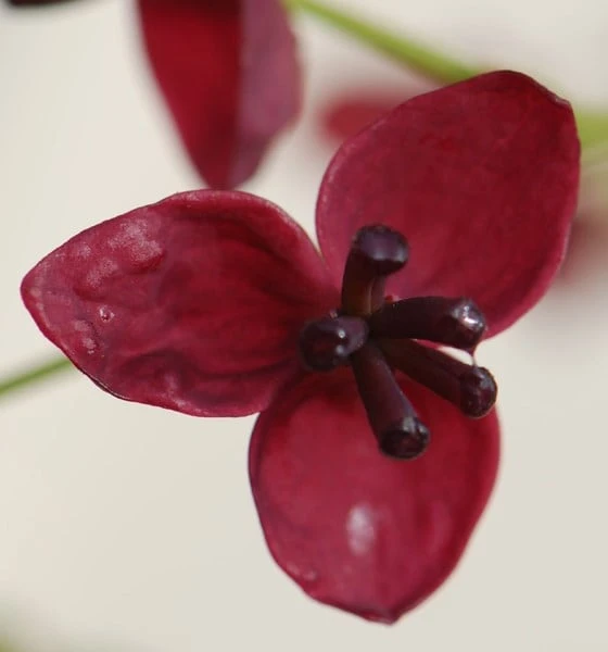 Akebia Quinata 4 Akebia Quinata - Image 4