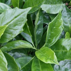 Aucuba Japonica 'Rozannie'