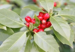 Aucuba Japonica 'Rozannie' -Cheap Plants Store pl0000000277 card3 lg