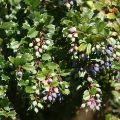 Berberis Darwinii 5 Berberis Darwinii -Cheap Plants Store pl0000000299 card3 lg