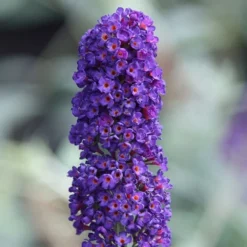 Buddleja Davidii 'Black Knight' -Cheap Plants Store pl0000000413 card3 lg