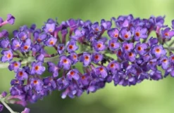 Buddleja Davidii 'Black Knight' -Cheap Plants Store pl0000000413 card4 lg