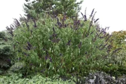 Buddleja Davidii 'Black Knight' -Cheap Plants Store pl0000000413 card5 lg