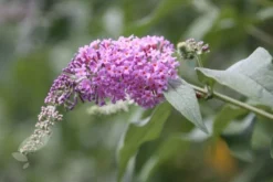 Buddleja 'Pink Delight' -Cheap Plants Store pl0000000421 card4 lg