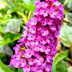 Buddleja Davidii 'Royal Red' -Cheap Plants Store pl0000000422 card3 lg