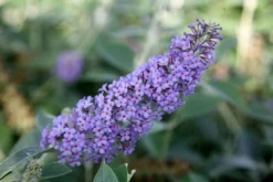 Buddleja 'Lochinch' 5 Buddleja 'Lochinch' -Cheap Plants Store pl0000000426 card3 lg
