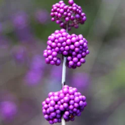 Callicarpa Bodinieri Var. Giraldii 'Profusion' -Cheap Plants Store pl0000000582 card3 lg