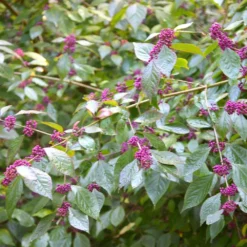 Callicarpa Bodinieri Var. Giraldii 'Profusion' -Cheap Plants Store pl0000000582 card4 lg