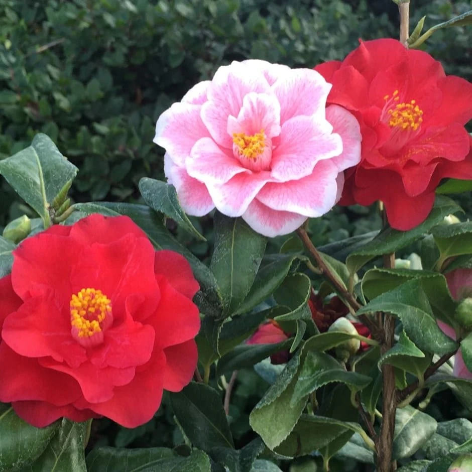 Camellia Japonica 'Lady Vansittart' 1 Camellia Japonica 'Lady Vansittart'