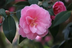 Camellia × Williamsii 'Donation' -Cheap Plants Store pl0000000636 card3 lg
