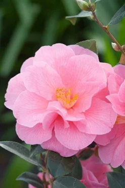 Camellia × Williamsii 'Donation' -Cheap Plants Store pl0000000636 card4 lg