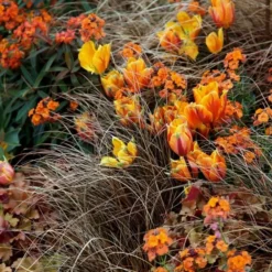 Carex Testacea -Cheap Plants Store pl0000000688 card3 lg