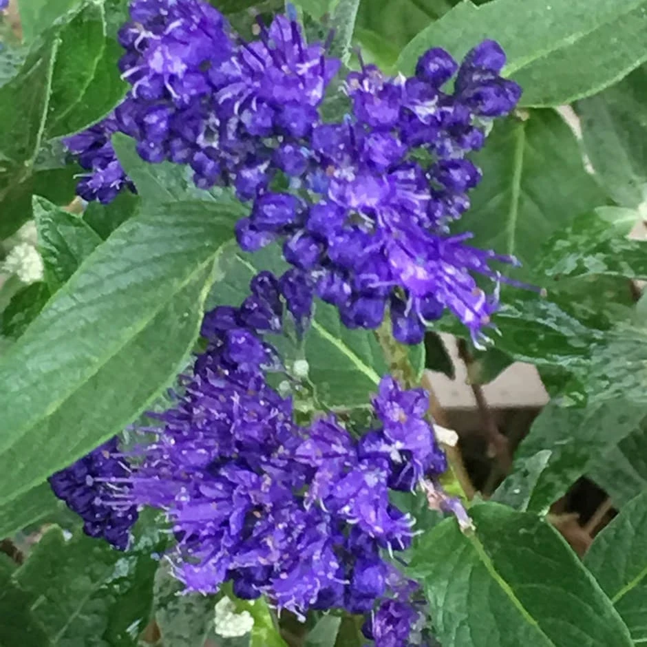 Caryopteris × Clandonensis 'Heavenly Blue' 1 Caryopteris × Clandonensis 'Heavenly Blue'
