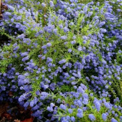 Ceanothus 'Concha' -Cheap Plants Store pl0000000714 card3 lg