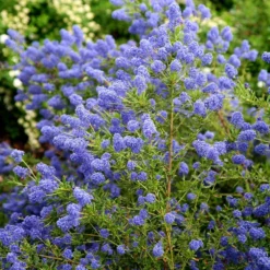 Ceanothus 'Concha' -Cheap Plants Store pl0000000714 card4 lg