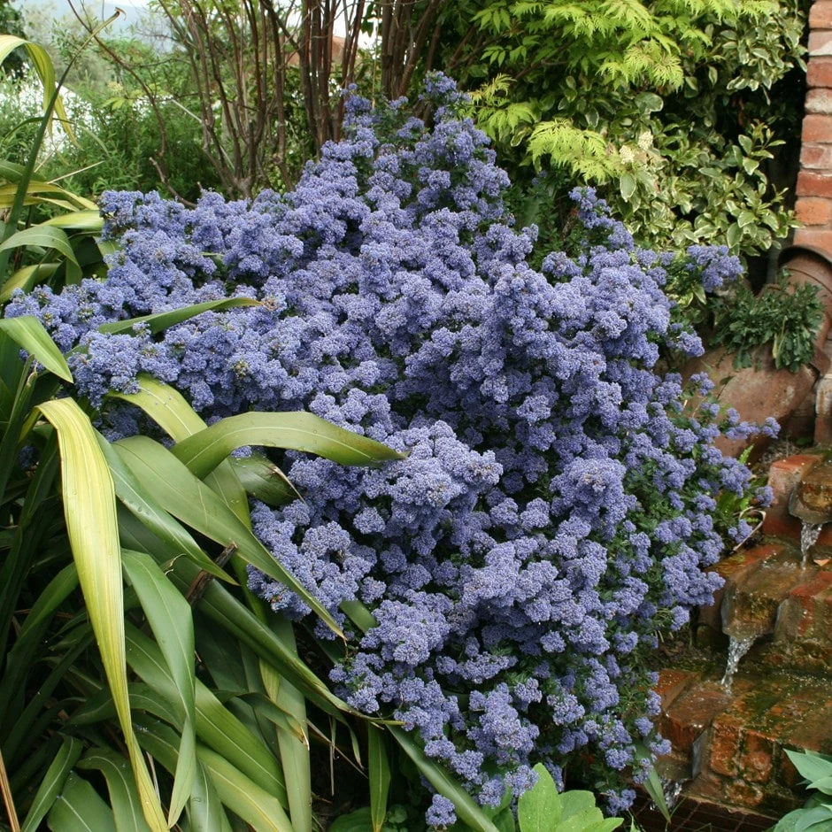 Ceanothus 'Puget Blue' 1 Ceanothus 'Puget Blue'
