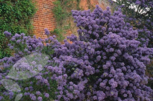 Ceanothus 'Puget Blue' 2 Ceanothus 'Puget Blue' - Image 2