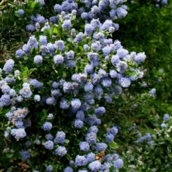 Ceanothus 'Skylark'