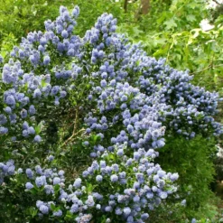 Ceanothus 'Skylark' -Cheap Plants Store pl0000000728 card3 lg
