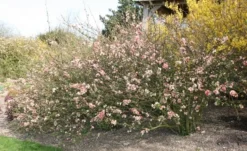 Chaenomeles Speciosa 'Geisha Girl' -Cheap Plants Store pl0000000774 card3 lg