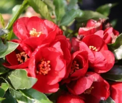 Chaenomeles × Superba 'Crimson And Gold' -Cheap Plants Store pl0000000780 card4 lg
