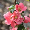 Chaenomeles × Superba 'Pink Lady'