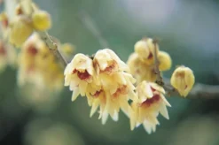 Chimonanthus Praecox -Cheap Plants Store pl0000000820 card3 lg