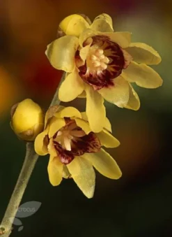 Chimonanthus Praecox -Cheap Plants Store pl0000000820 card4 lg