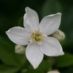 Choisya Ternata 6 Choisya Ternata -Cheap Plants Store pl0000000825 card3 lg