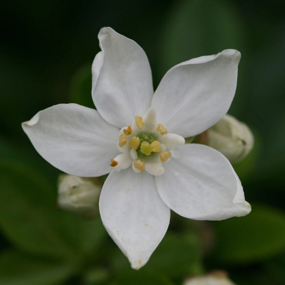 Choisya Ternata 3 Choisya Ternata - Image 3