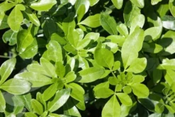 Choisya Ternata 7 Choisya Ternata -Cheap Plants Store pl0000000825 card4 lg