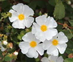 Cistus × Hybridus -Cheap Plants Store pl0000000832 card3 lg