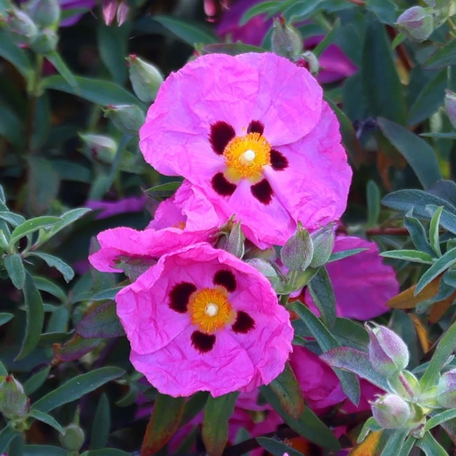 Cistus × Purpureus 1 Cistus × Purpureus