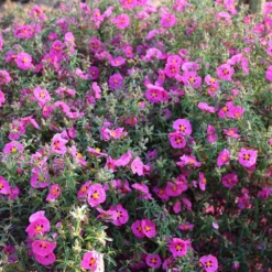 Cistus × Purpureus 5 Cistus × Purpureus -Cheap Plants Store pl0000000848 card3 lg