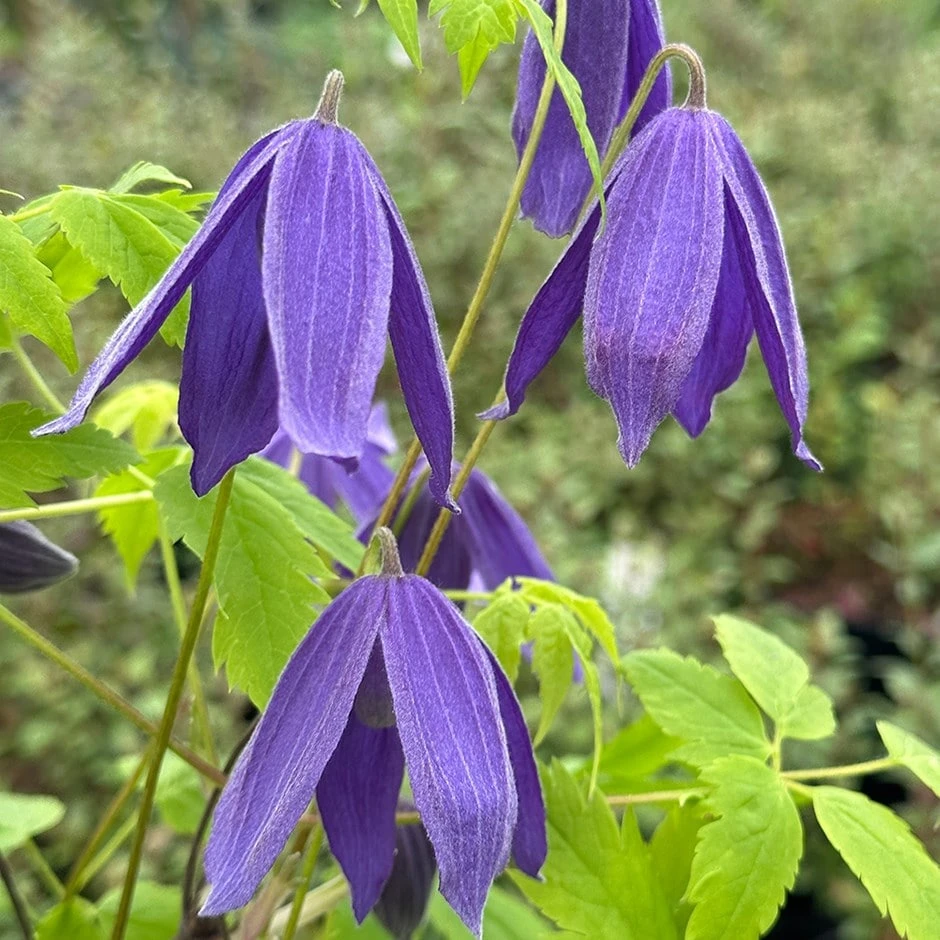 Clematis 'Frances Rivis' 1 Clematis 'Frances Rivis'