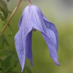 Clematis 'Frances Rivis' 5 Clematis 'Frances Rivis' -Cheap Plants Store pl0000000856 card3 lg