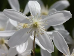 Clematis Armandi 'Snowdrift' -Cheap Plants Store pl0000000865 card4 lg